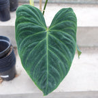 Philodendron Splendid