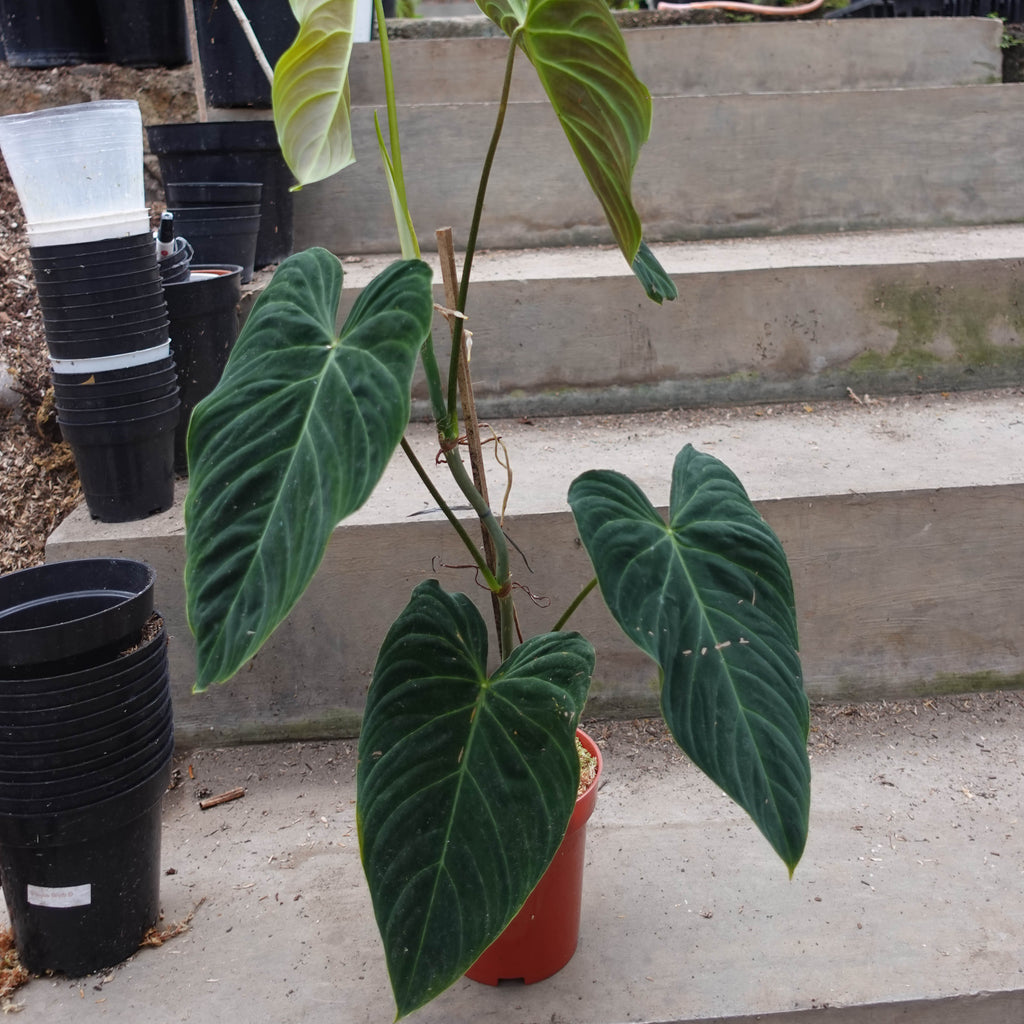 Philodendron Splendid
