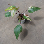 Philodendron Strawberry Shake