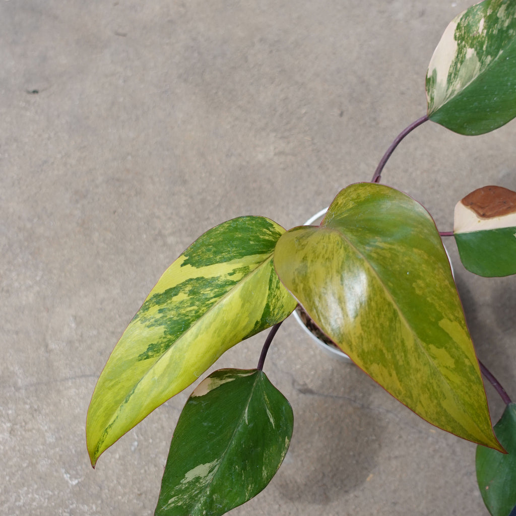 Philodendron Strawberry Shake