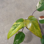 Philodendron Strawberry Shake