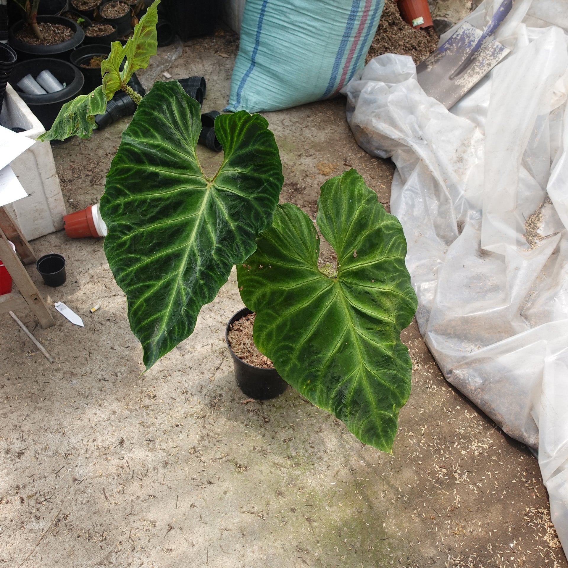 Philodendron Verucosum