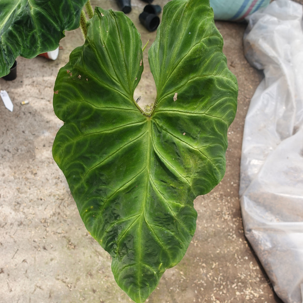 Philodendron Verucosum