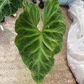 Philodendron Verucosum