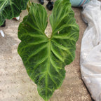Philodendron Verucosum