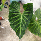 Philodendron Verucosum