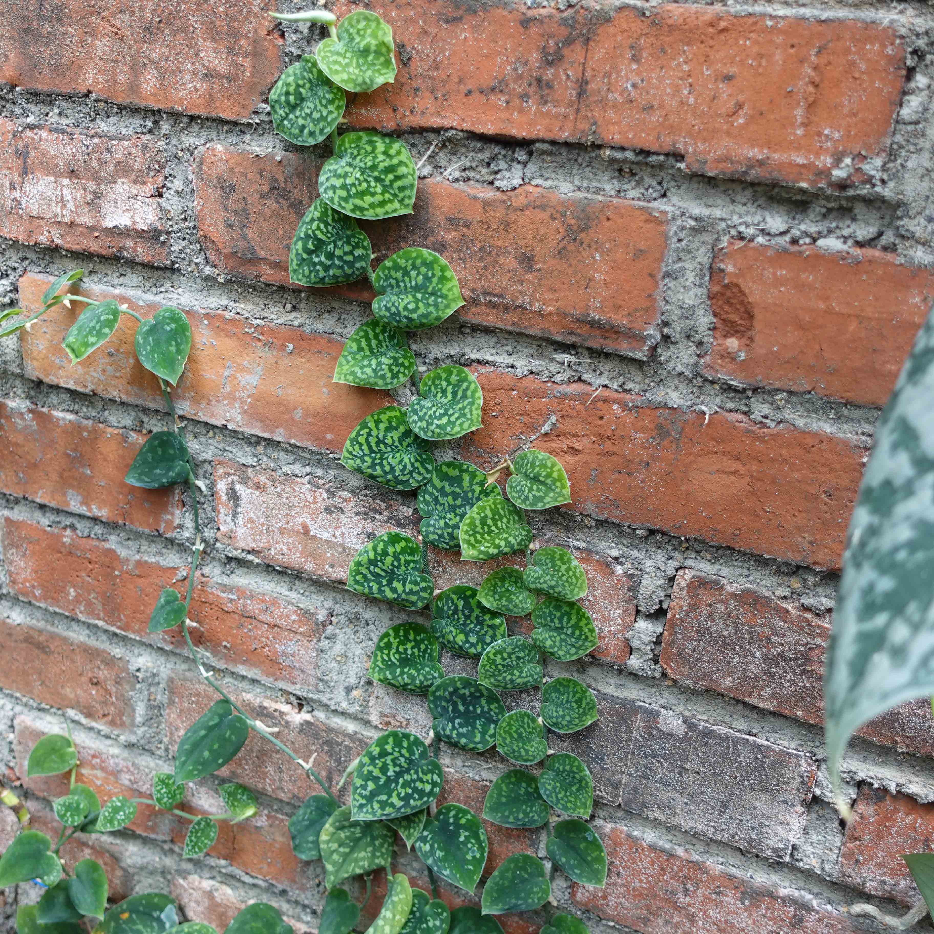 Scindapsus Snake Scale