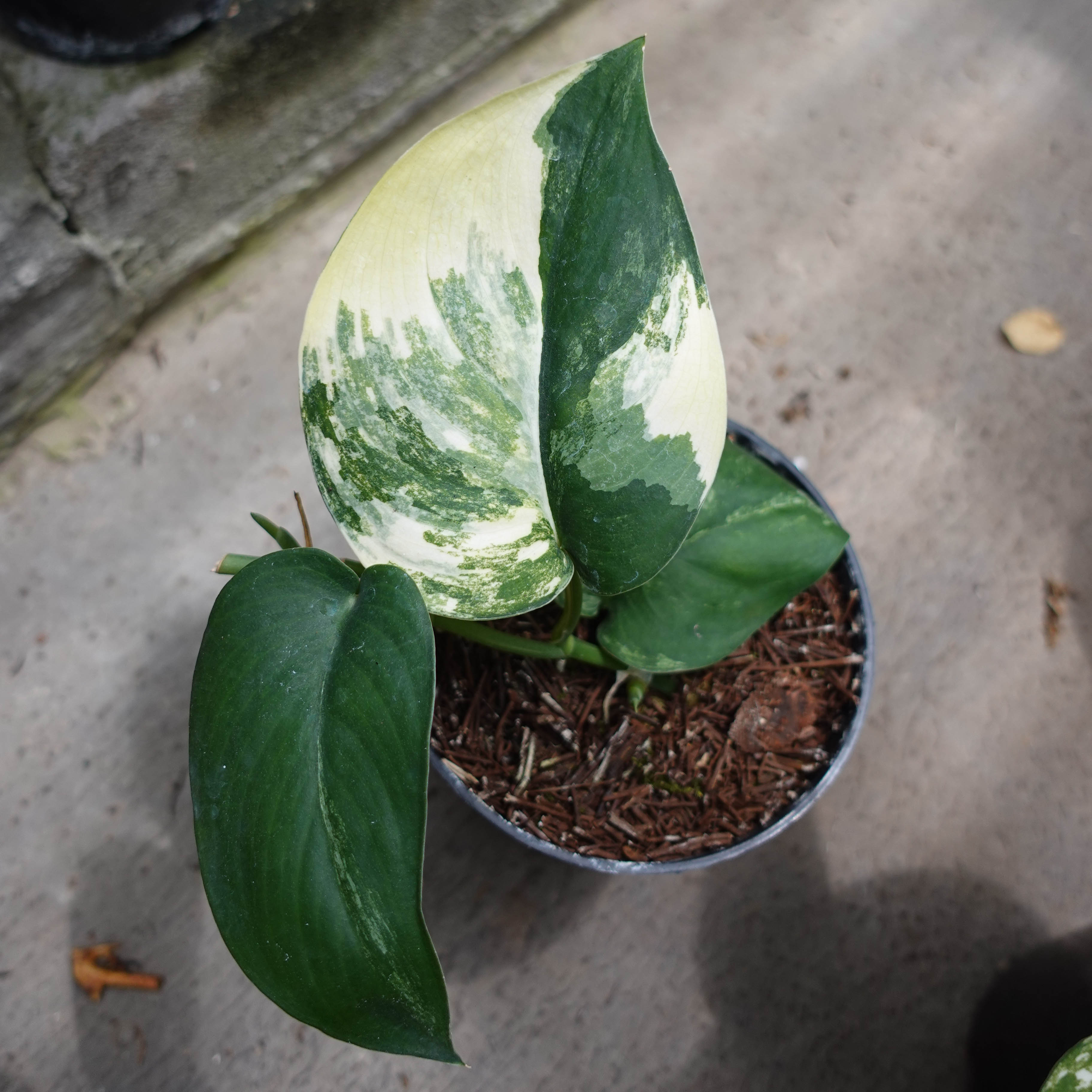 Scindapsus White Satin