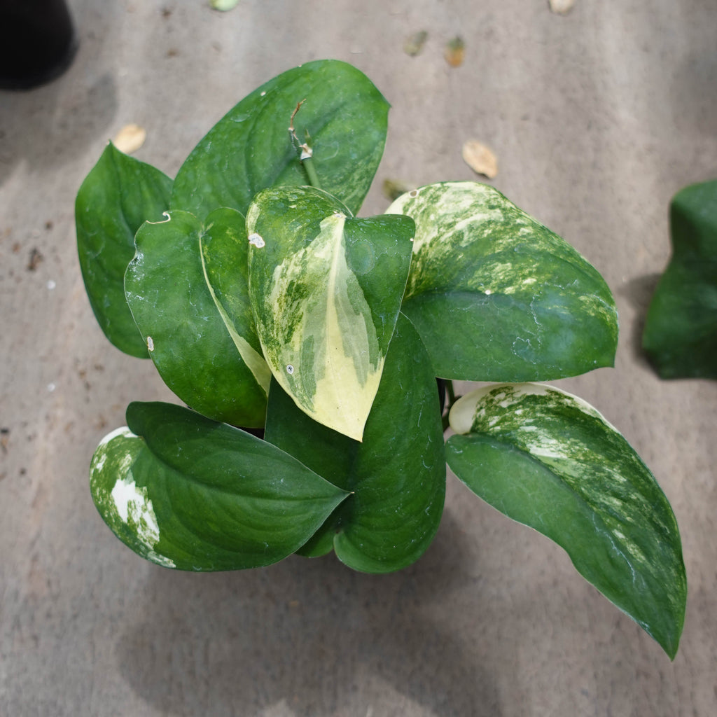 Scindapsus White Satin