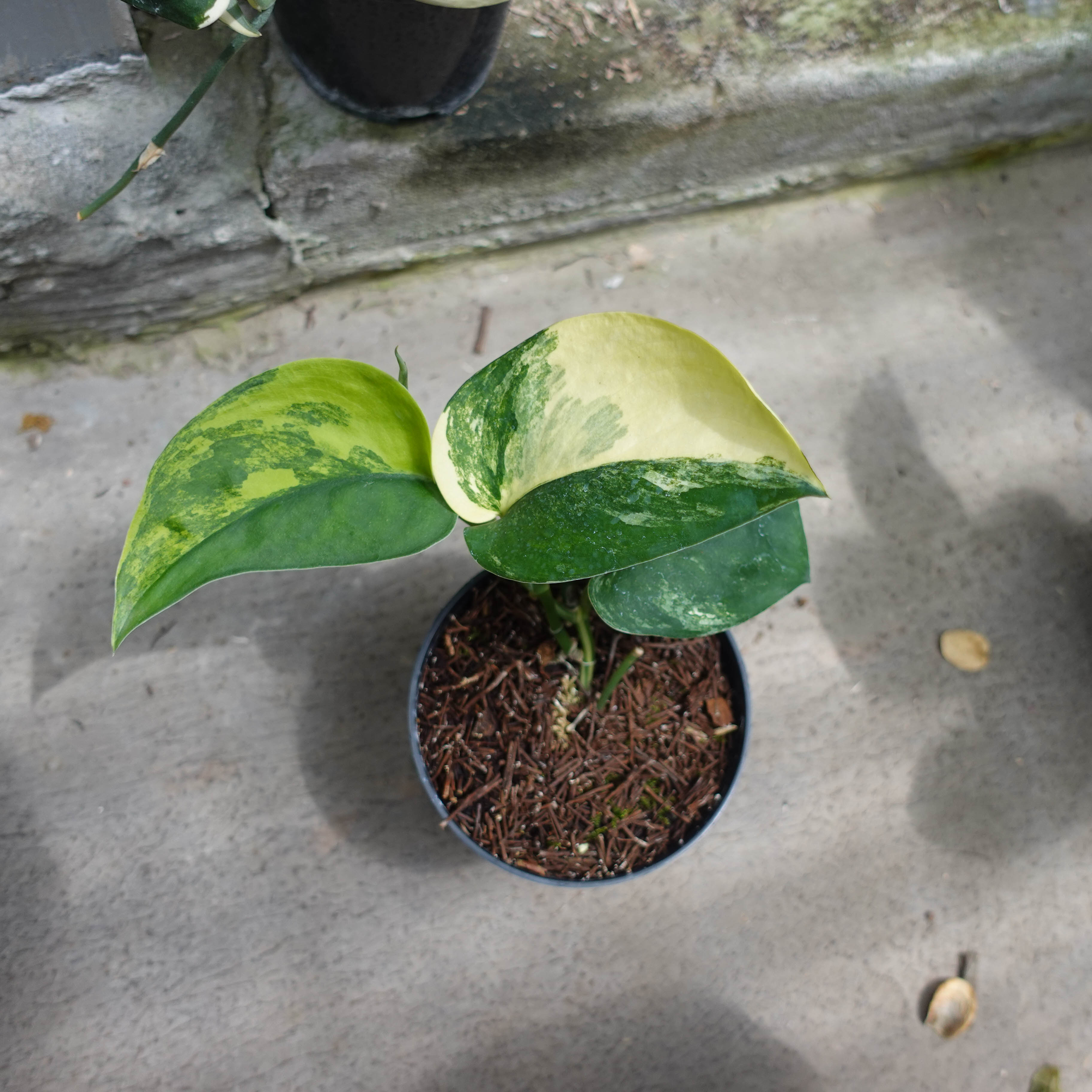 Scindapsus Yellow Satin