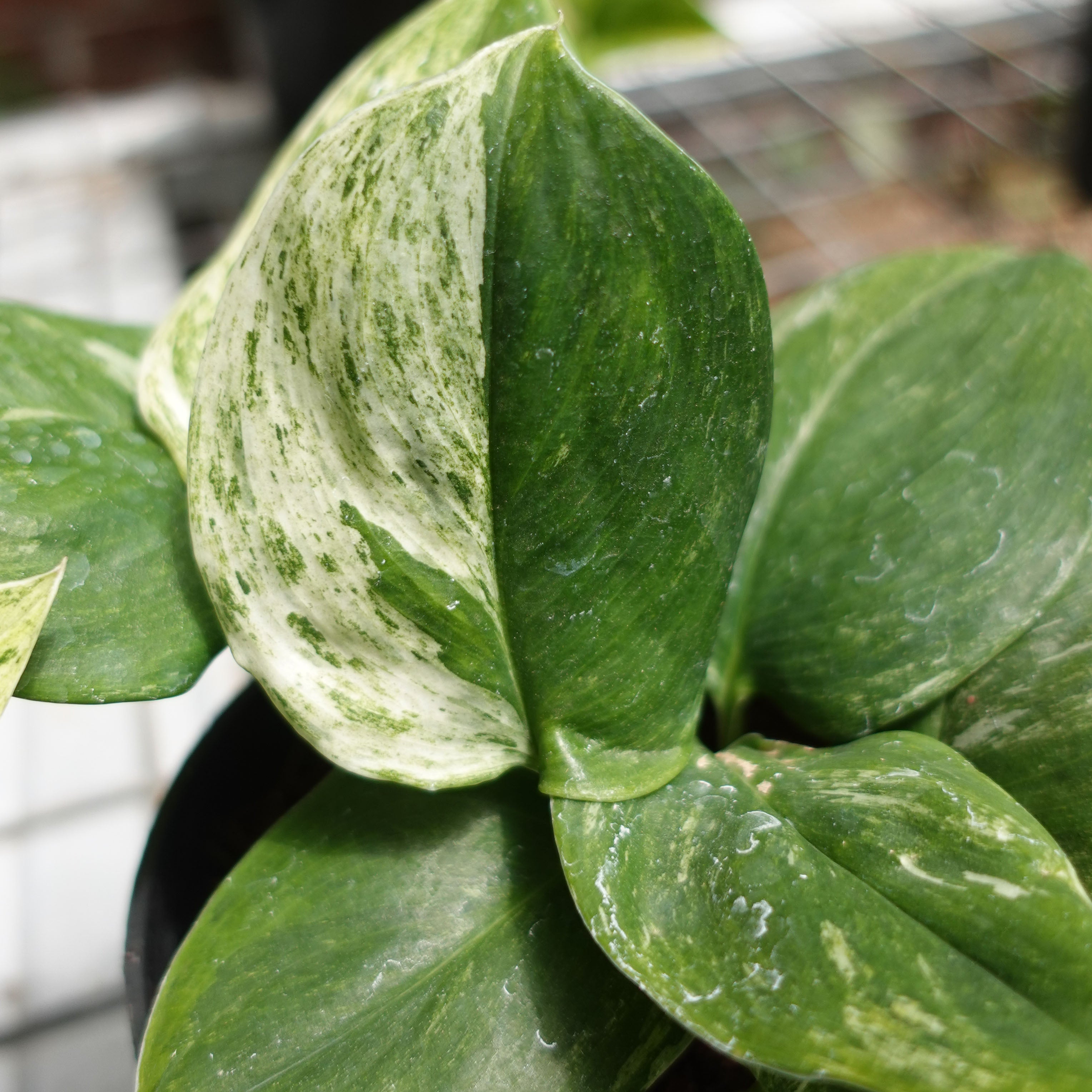Scindapsus Moonlight Marble