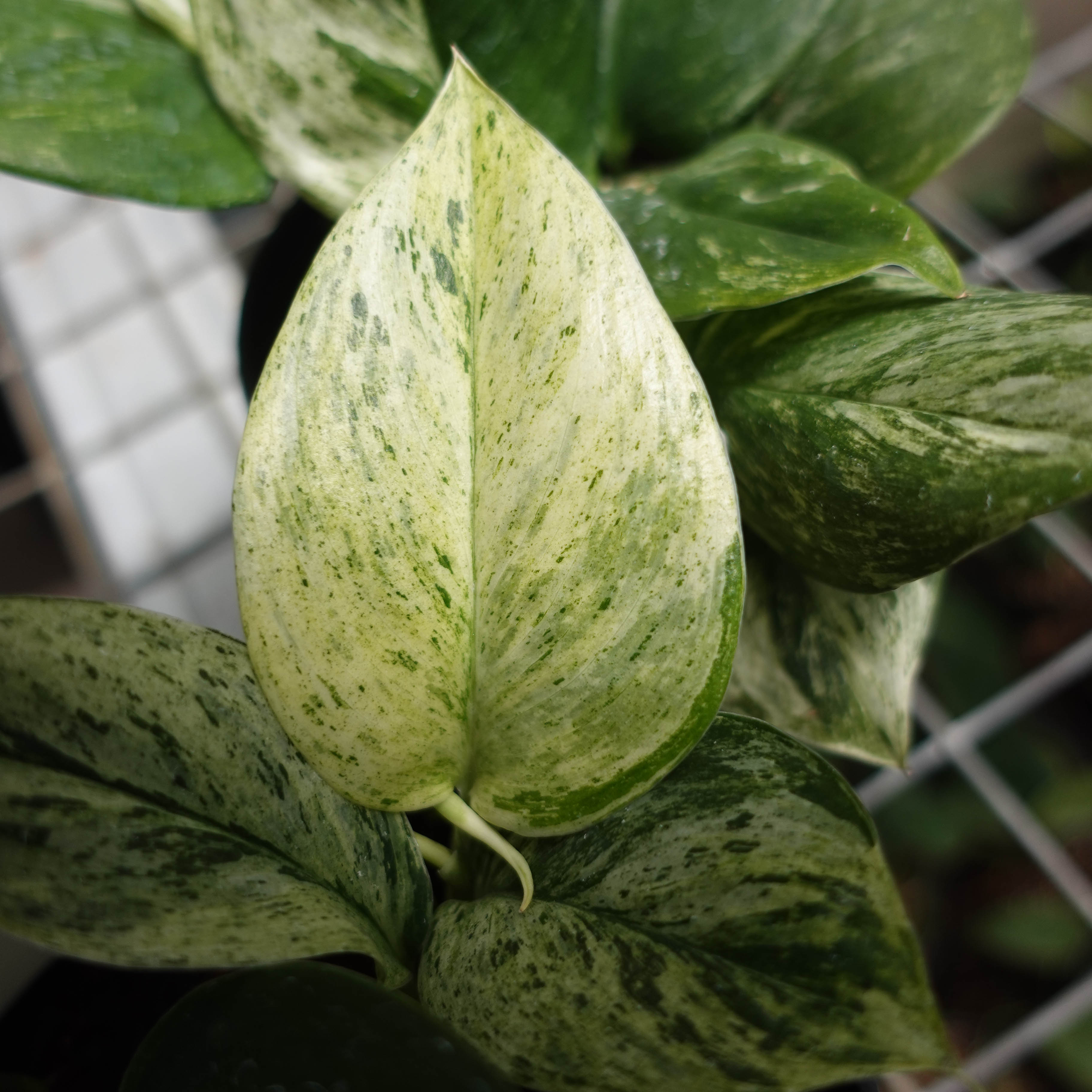 Scindapsus Moonlight Marble