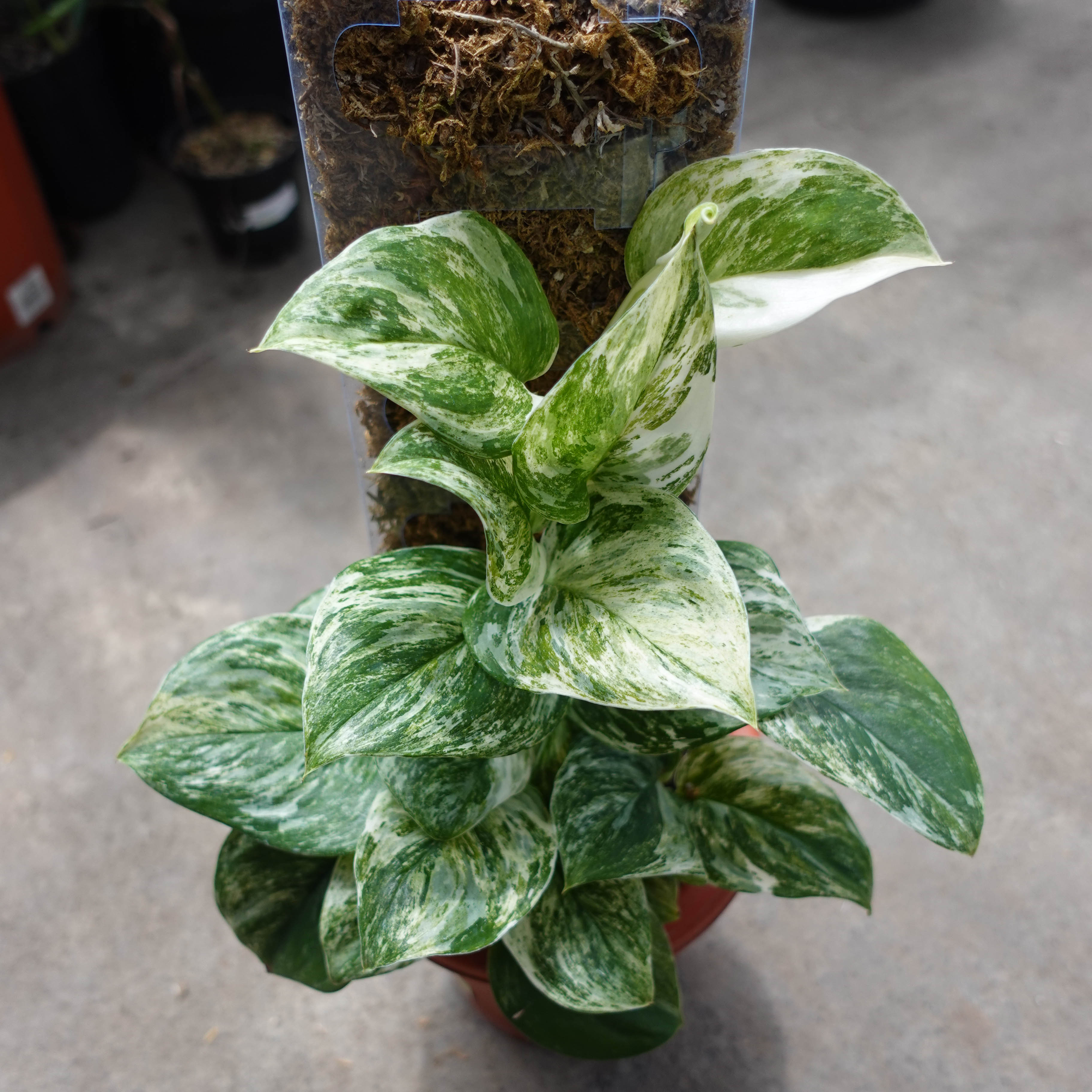 Scindapsus Moonlight Marble