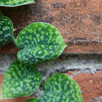 Scindapsus Snake Scale