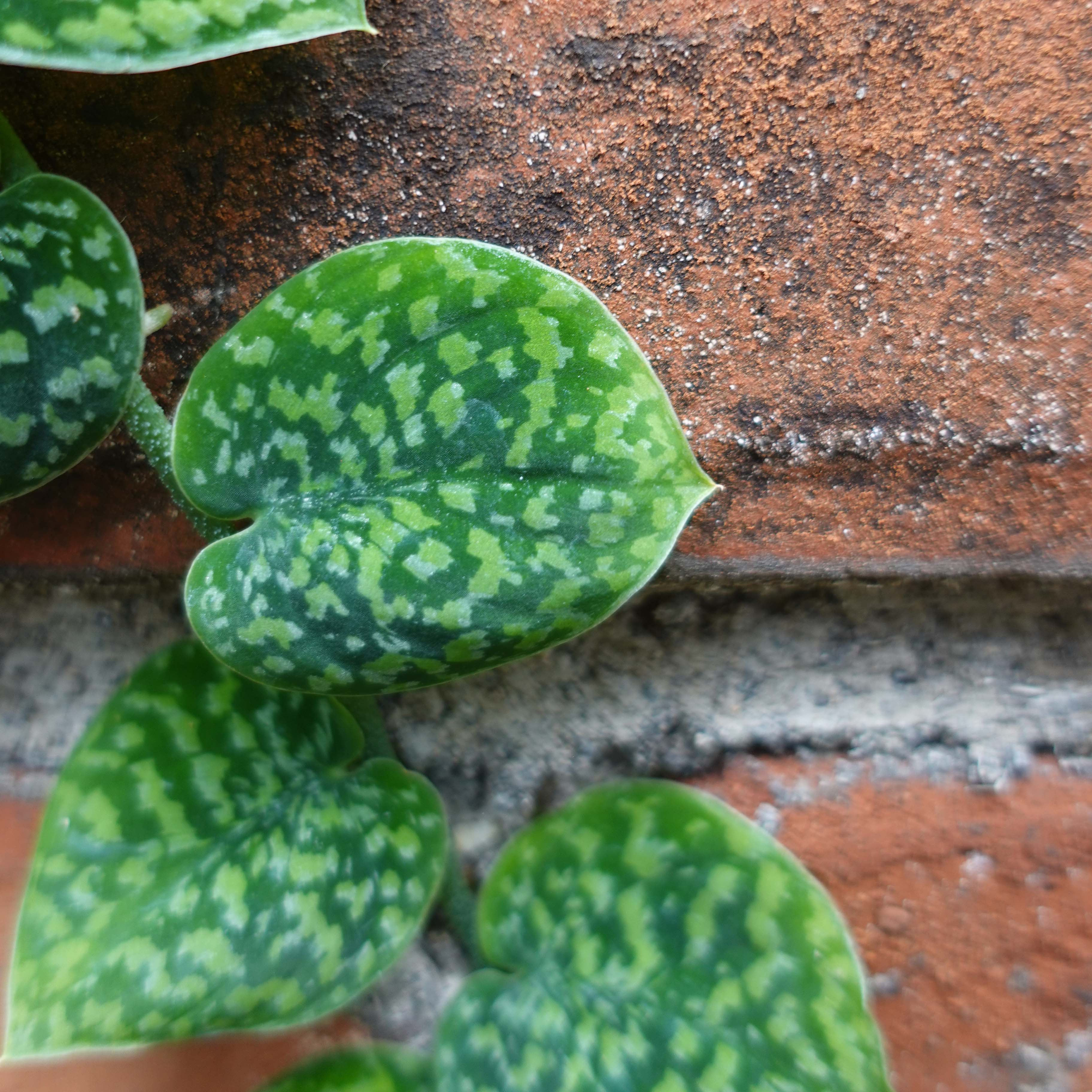 Scindapsus Snake Scale