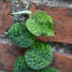 Scindapsus Snake Scale