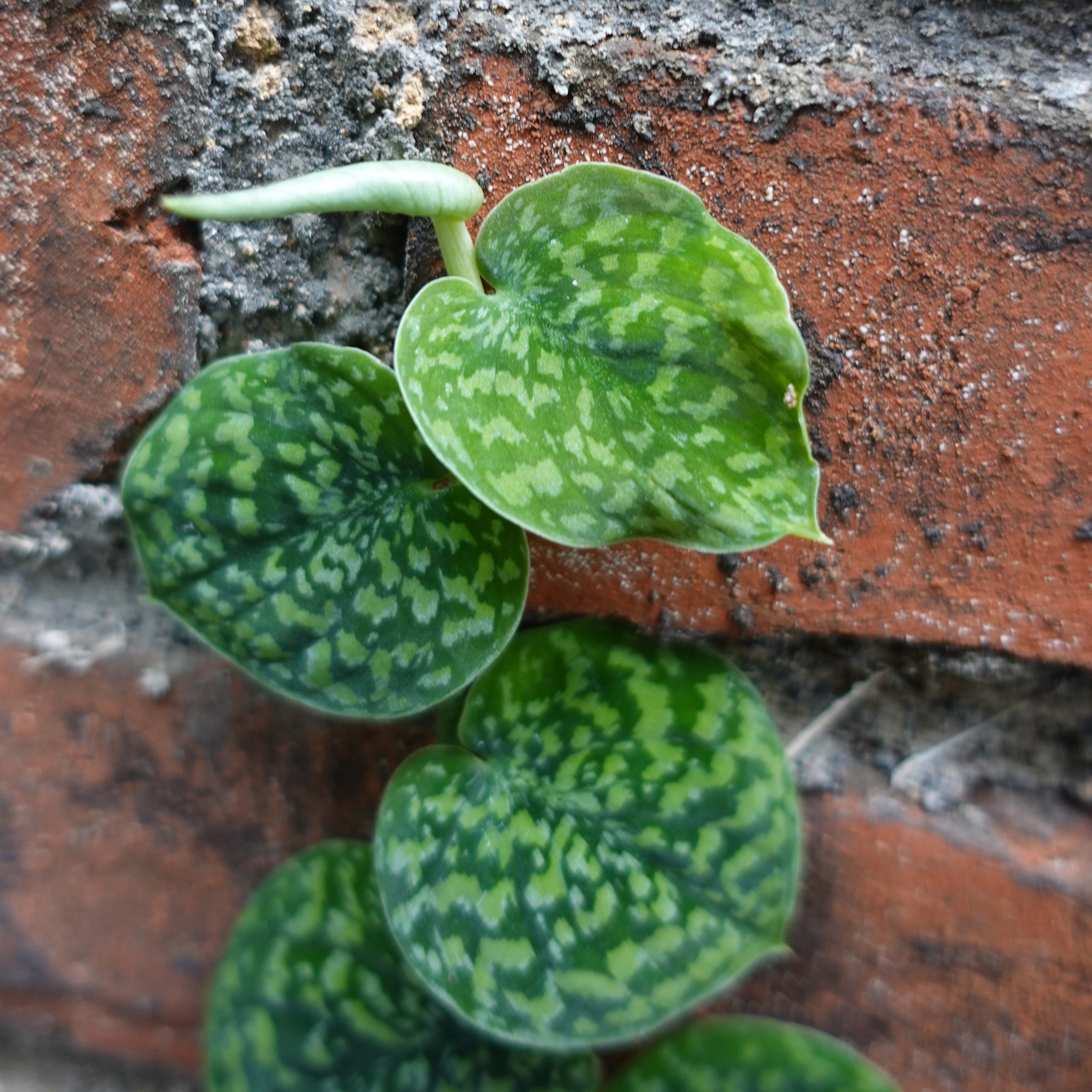 Scindapsus Snake Scale
