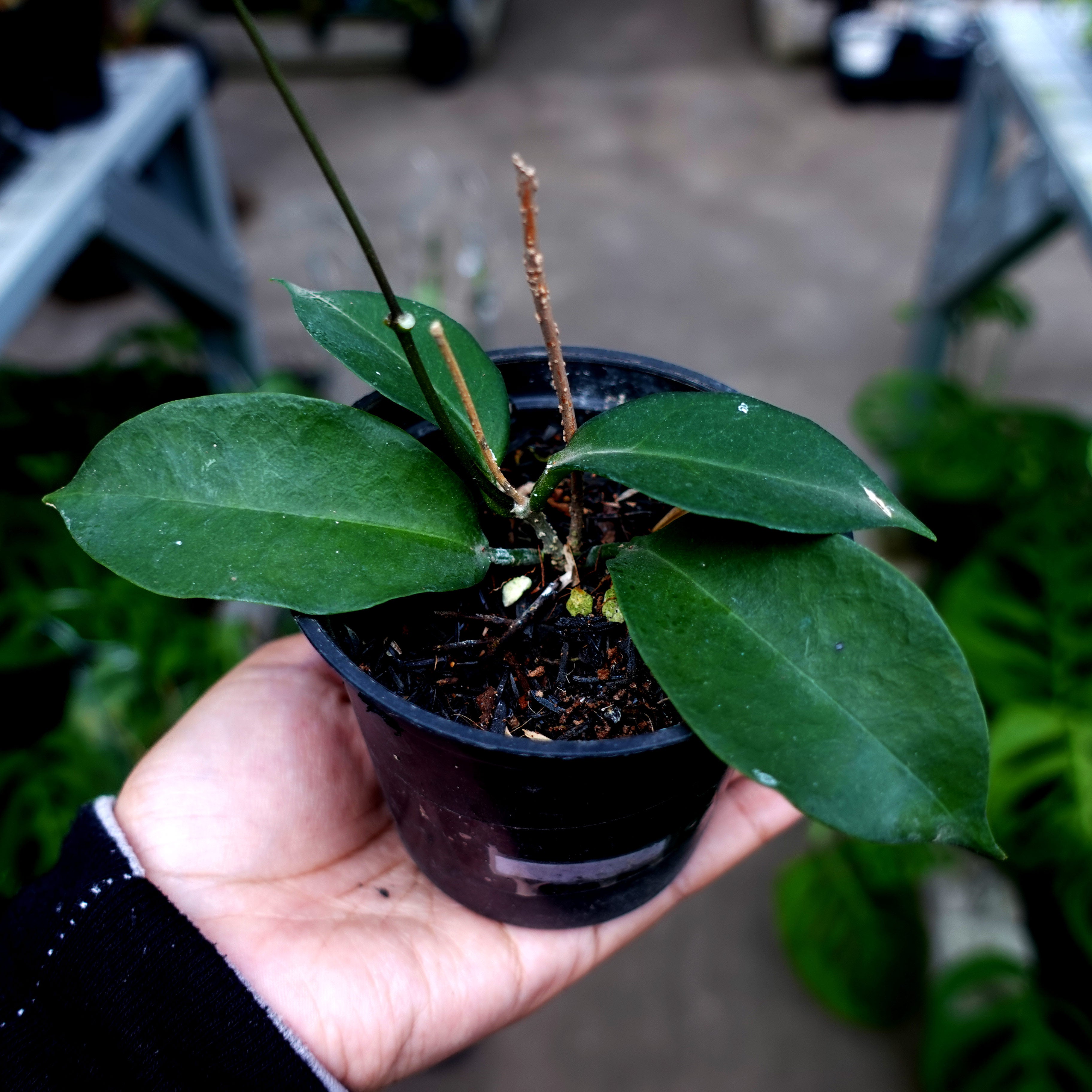Hoya Sp Skow