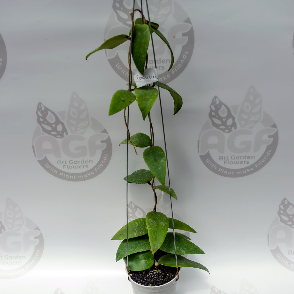 Hoya Towetiensis