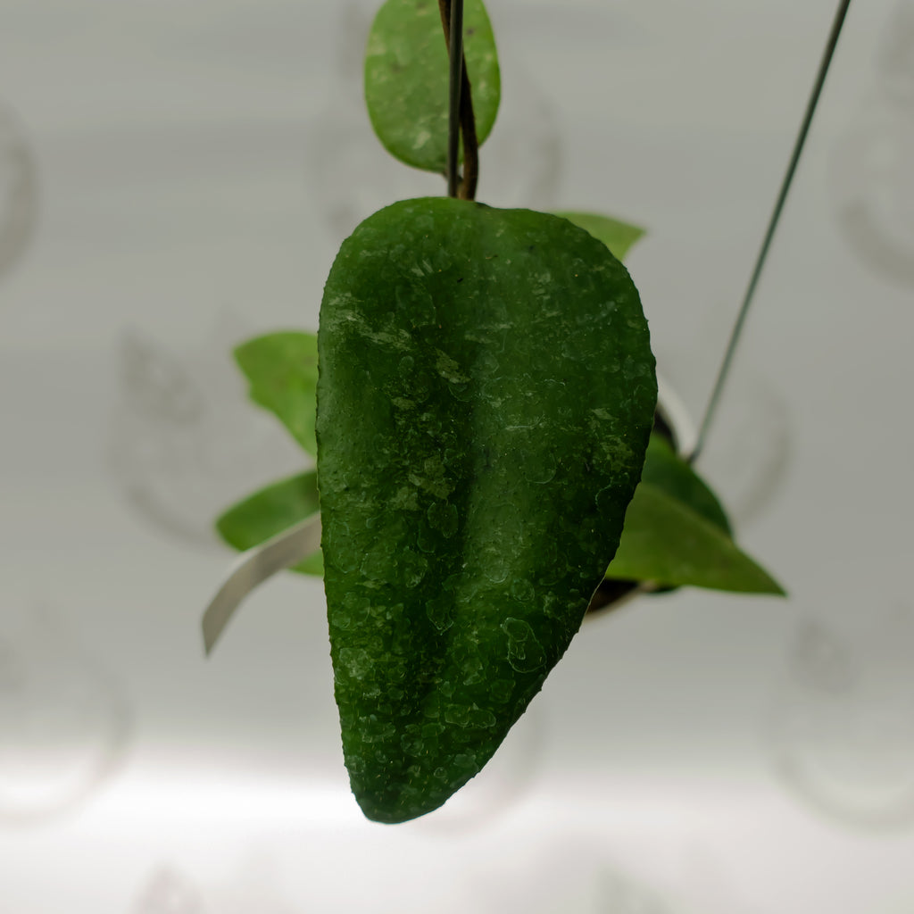 Hoya Towetiensis