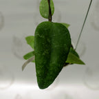 Hoya Towetiensis