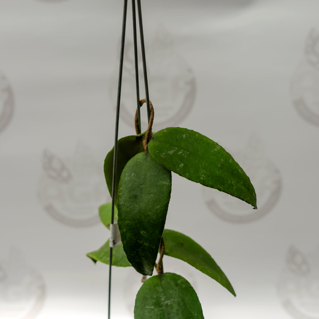 Hoya Towetiensis