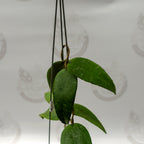 Hoya Towetiensis